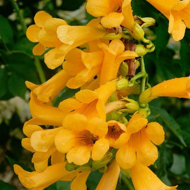 Bignone Golden  trumpet® 'Mincamja3' (D.R. / ©Pépinières Travers)