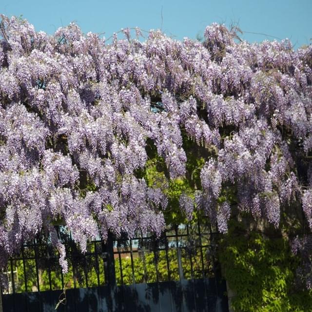 Glycine de Chine (D.R. / ©Pépinières Travers)