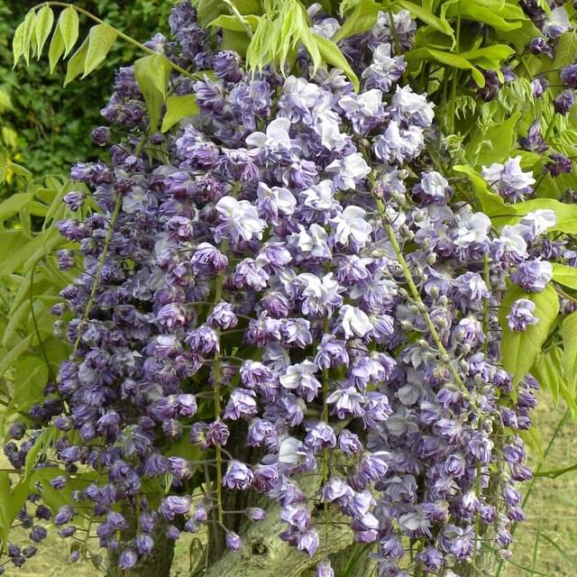 Glycine du Japon Violacea Plena (D.R. / ©Pépinières Travers)