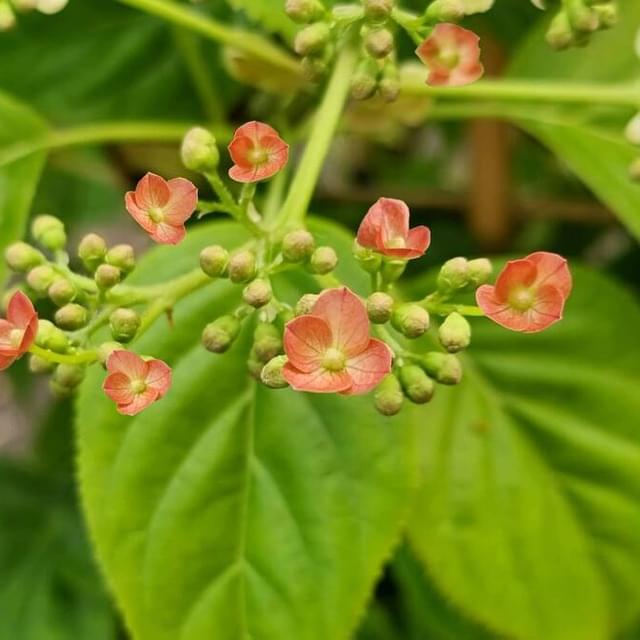 Hortensia grimpant Crug Coral (D.R. / ©Pépinières Travers)