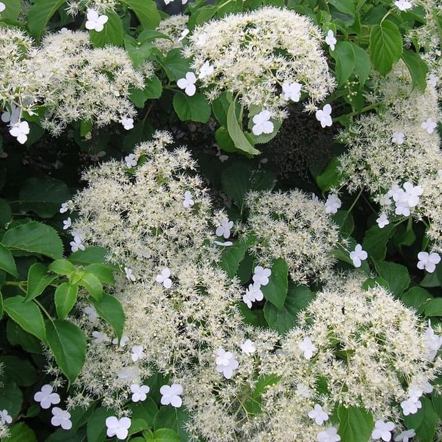 Hortensia grimpant (D.R. / ©Pépinières Travers)