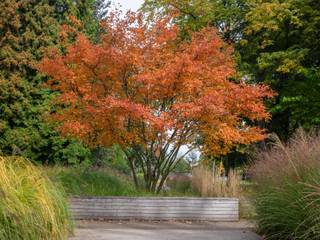 L'amélanchier : magnifiquement décoratif à l'automne