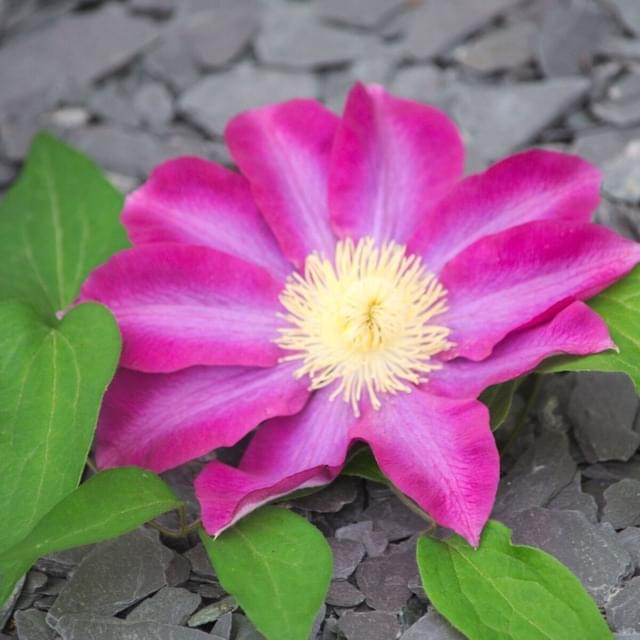 Clématite Pink Champagne 'Kakio' (D.R. / &copy;Pépinières Travers)