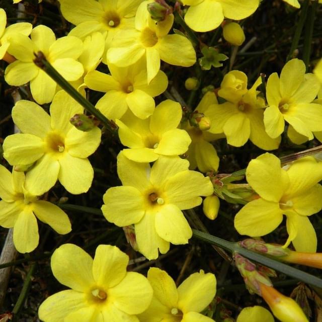 Jasmin d'hiver nudiflorum (D.R. / ©Pépinières Travers)