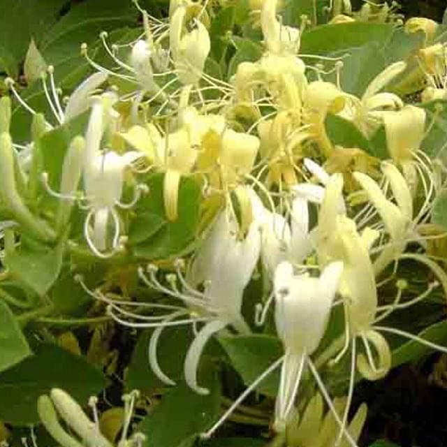 Chèvrefeuille du Japon Halliana (D.R. / ©Pépinières Travers)