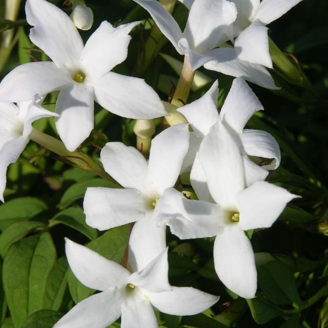 Jasmin blanc officinale (D.R. / ©Pépinières Travers)