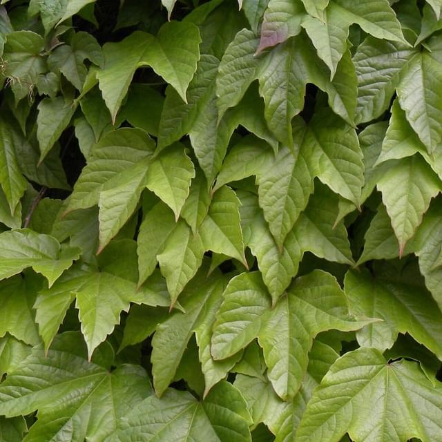 Vigne Vierge veitchii Robusta (D.R. / ©Pépinières Travers)