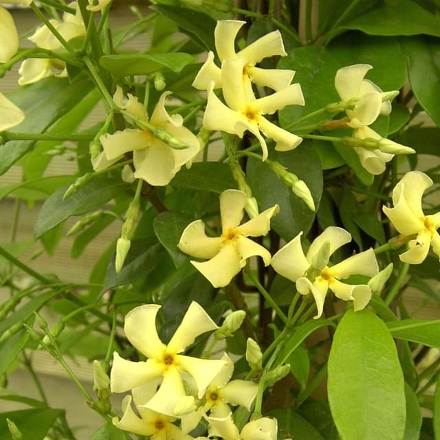Jasmin étoilé jaune (D.R. / ©Pépinières Travers)