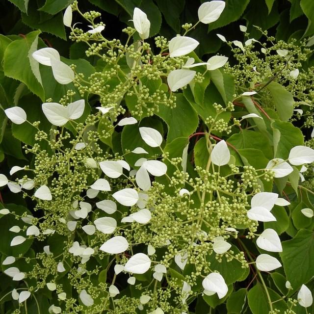 Hortensia grimpant hydrangeoïdes (D.R. / ©Pépinières Travers)