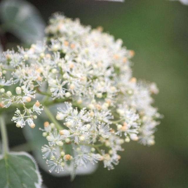 Hortensia grimpant Silver Lining® (D.R. / ©Pépinières Travers)