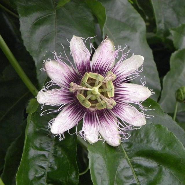 Passiflore edulis (D.R. / ©Pépinières Travers)