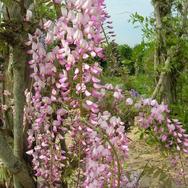 Glycine du Japon Pink Ice (D.R. / ©Pépinières Travers)