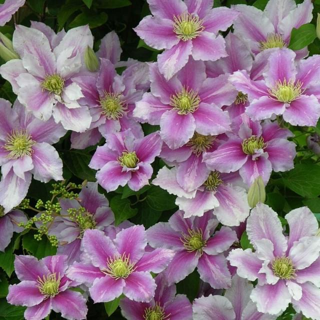 Clématite Piilu (D.R. / &copy;Pépinières Travers)