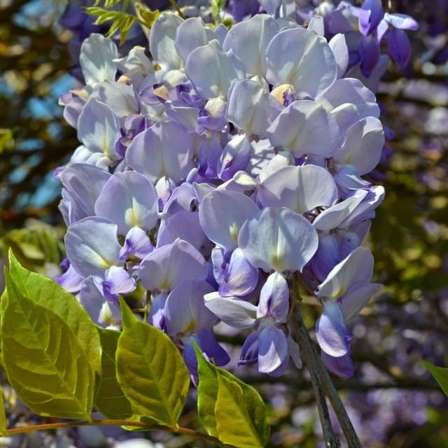 Glycine de Chine Caroline (D.R. / ©Pépinières Travers)