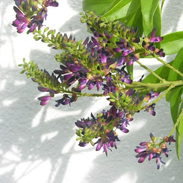 Glycine d'été Satsuma (D.R. / ©Pépinières Travers)