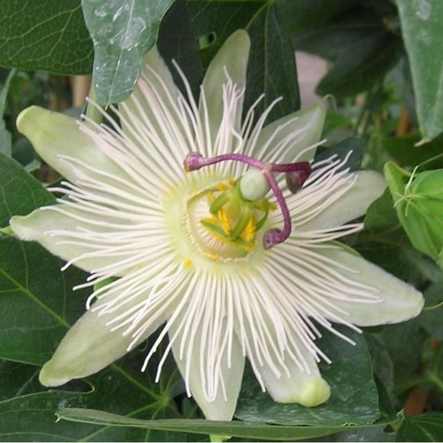 Passiflore RIVERSIDE® Snow Queen® (D.R. / ©Pépinières Travers)