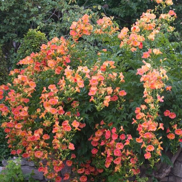 Bignone grandiflora (D.R. / ©Pépinières Travers)