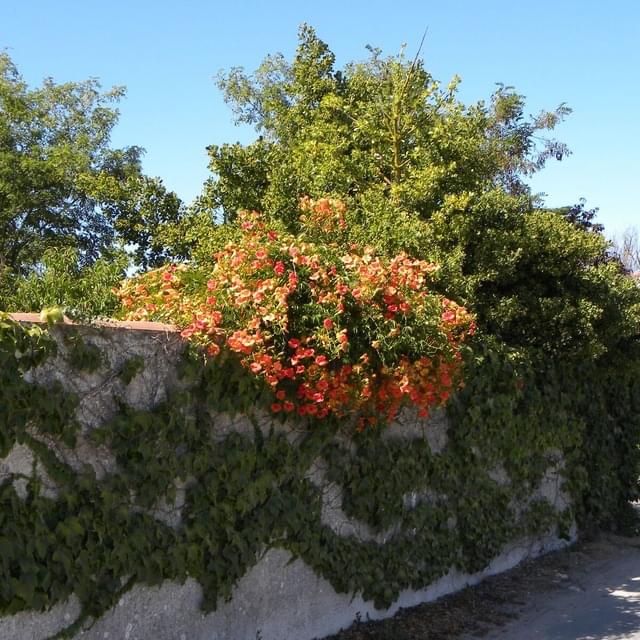 Bignone grandiflora (D.R. / ©Pépinières Travers)