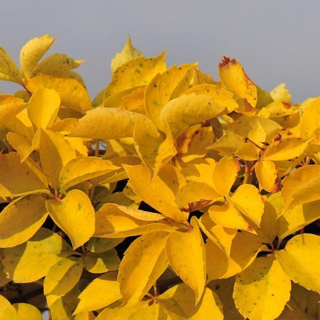 Vigne Vierge quinquefolia Yellow Wall® (D.R. / ©Pépinières Travers)