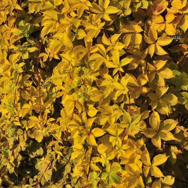 Vigne Vierge quinquefolia Yellow Wall® (D.R. / ©Pépinières Travers)