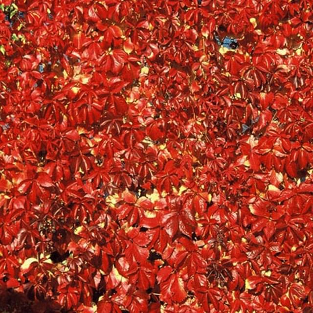 Vigne Vierge quinquefolia Red wall® 'Troki' (D.R. / ©Pépinières Travers)