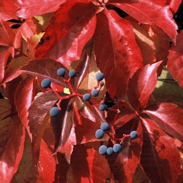 Vigne Vierge quinquefolia Red wall® 'Troki' (D.R. / ©Pépinières Travers)