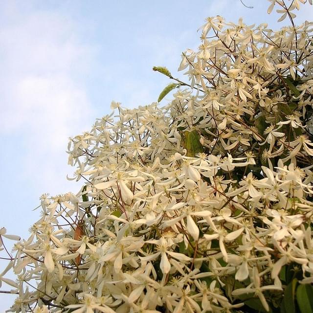 Clématite armandii (D.R. / ©Pépinières Travers)