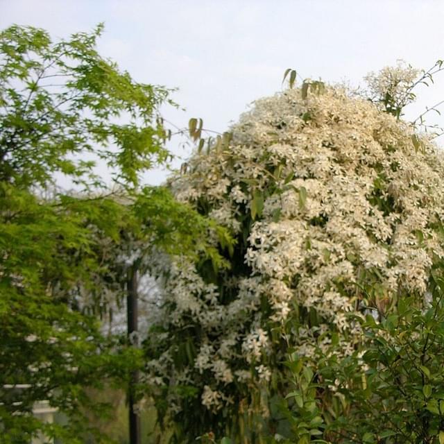 Clématite armandii (D.R. / ©Pépinières Travers)