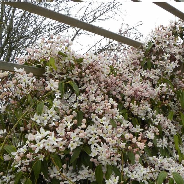 Clématite armandii Apple Blossom (D.R. / ©Pépinières Travers)