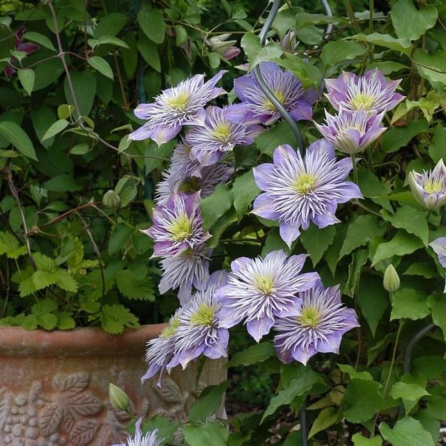 Clématite Crystal Fountain? 'Evipo038' (D.R. / &copy;Pépinières Travers)