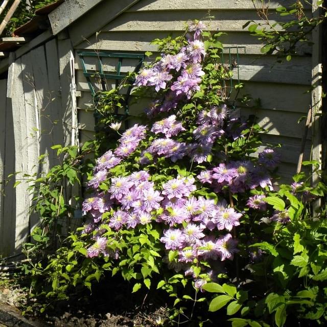 Clématite Crystal Fountain? 'Evipo038' (D.R. / &copy;Pépinières Travers)