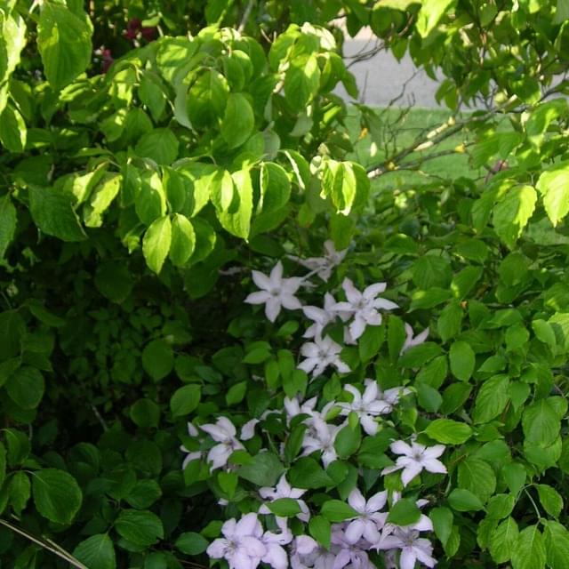 Clématite Hagley Hybrid (D.R. / ©Pépinières Travers)