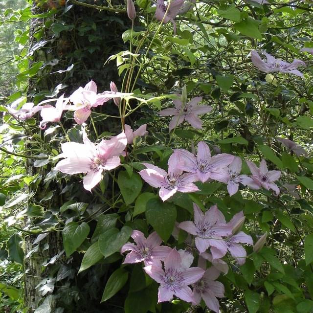 Clématite Hagley Hybrid (D.R. / ©Pépinières Travers)