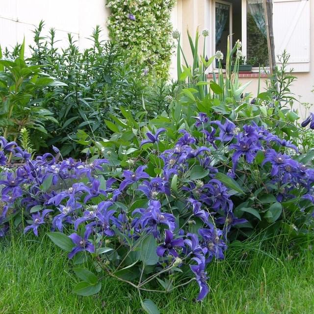 Clématite SAPHYRA® Indigo 'cleminov 51' (D.R. / ©Pépinières Travers)