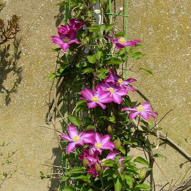 Clématite Pink Champagne 'Kakio' (D.R. / &copy;Pépinières Travers)