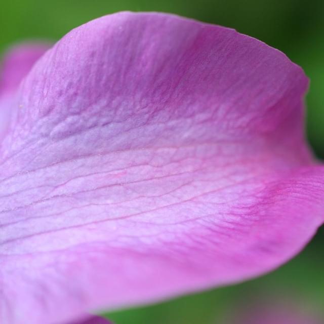 Clématite Pink Champagne 'Kakio' (D.R. / &copy;Pépinières Travers)