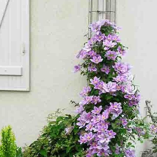 Clématite Piilu (D.R. / &copy;Pépinières Travers)