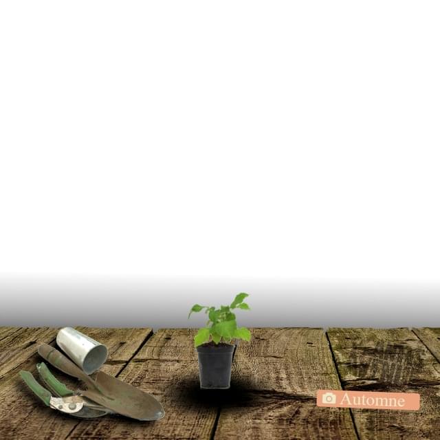 Clématite Mrs N. Thompson (D.R. / &copy;Pépinières Travers)