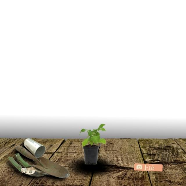 Clématite Mrs N. Thompson (D.R. / &copy;Pépinières Travers)