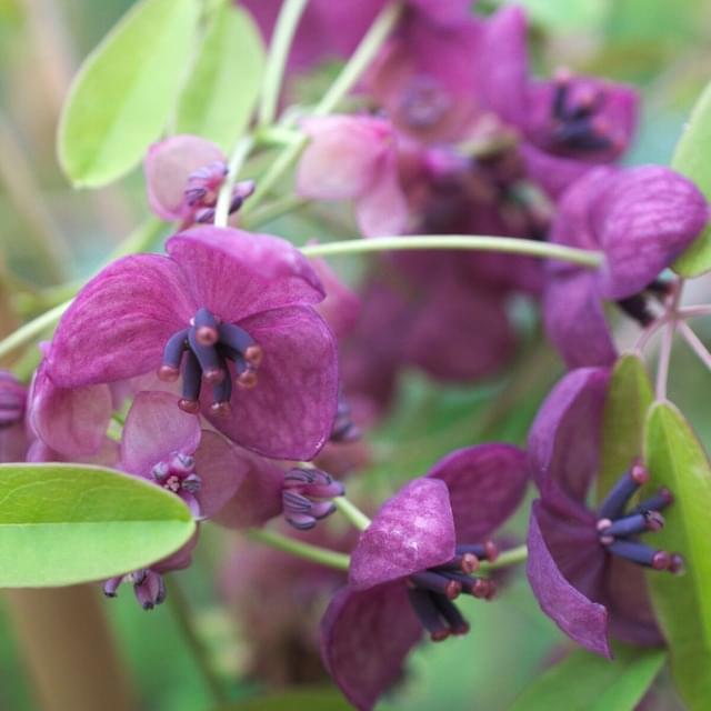 Akebie quinata Rosea (D.R. / ©Pépinières Travers)