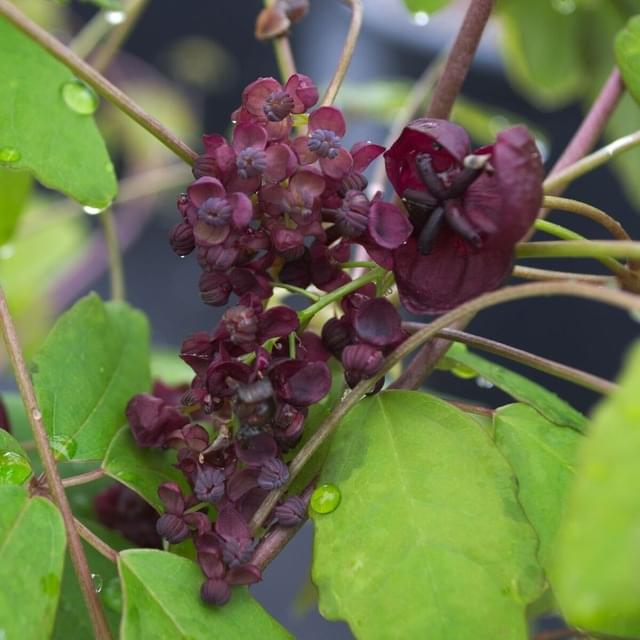 Akebie pentaphylla (D.R. / ©Pépinières Travers)