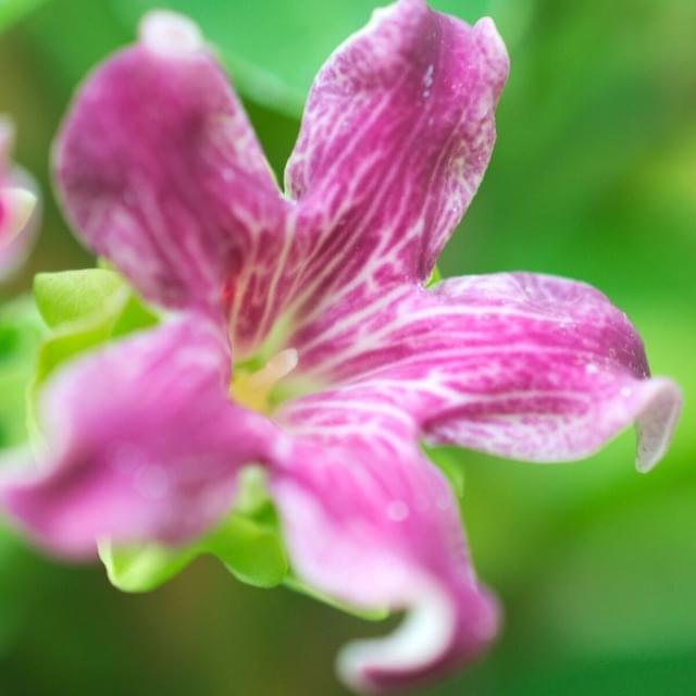 Araujia sericofera Rosea (D.R. / ©Pépinières Travers)
