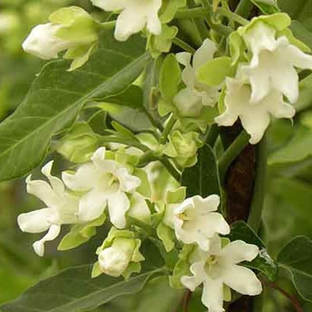 Araujia sericofera Alba (D.R. / ©Pépinières Travers)