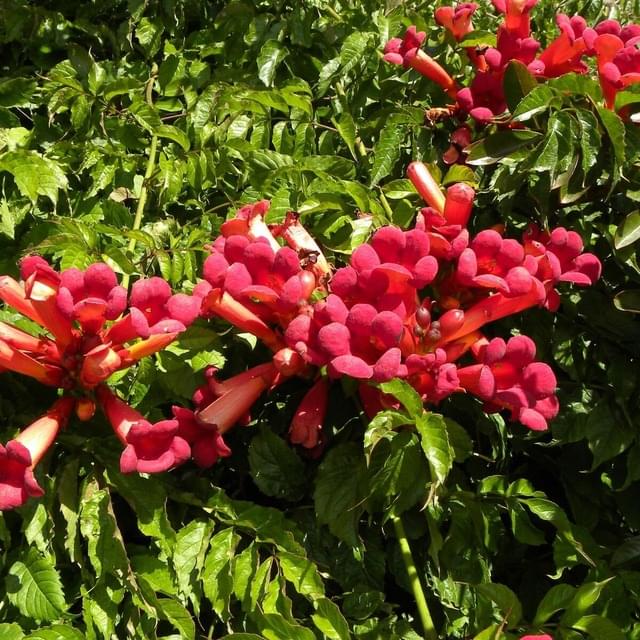 Bignone Atropurpurea (D.R. / ©Pépinières Travers)