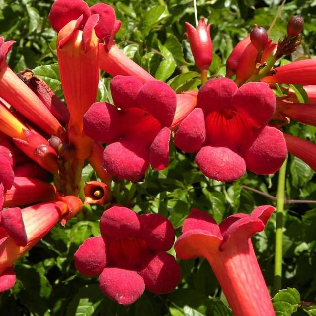 Bignone Atropurpurea (D.R. / ©Pépinières Travers)