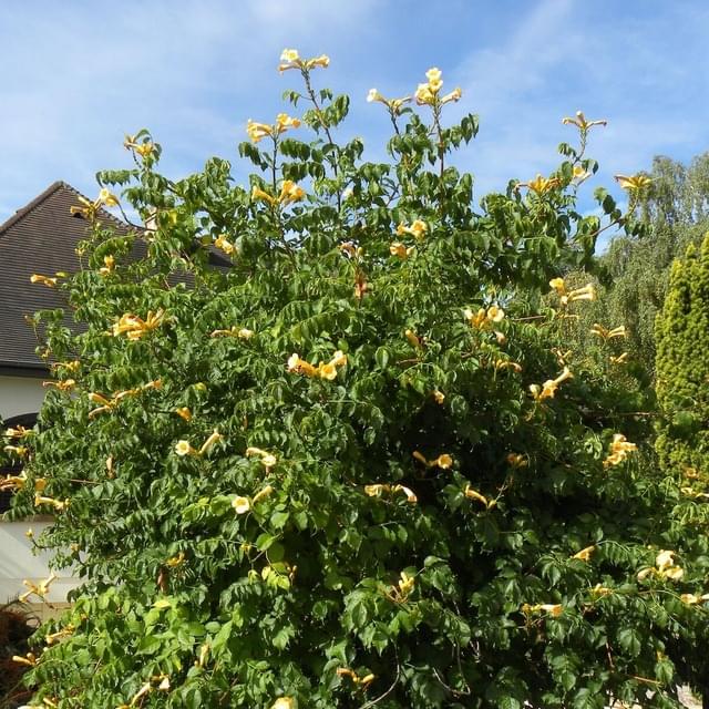 Bignone radicans Yellow Trumpet (D.R. / ©Pépinières Travers)