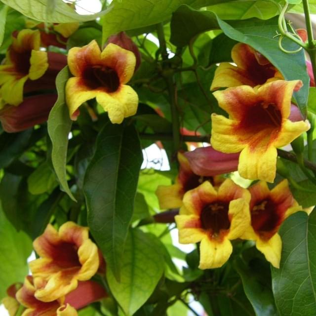 Bignone capreolata (D.R. / ©Pépinières Travers)