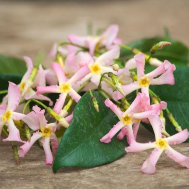 Jasmin étoilé Pink Showers® (D.R. / ©Pépinières Travers)