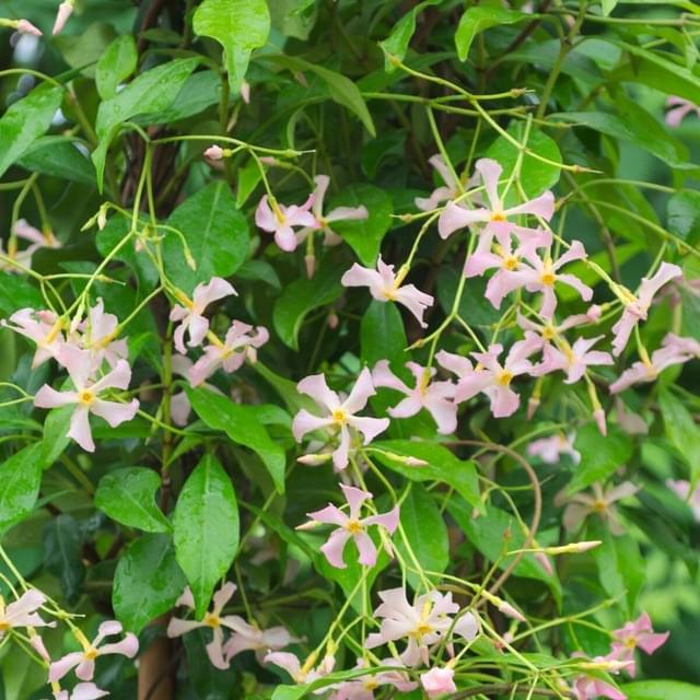 Jasmin étoilé Pink Showers® (D.R. / ©Pépinières Travers)
