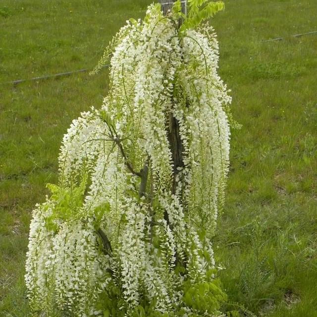 Glycine du Japon Alba (D.R. / ©Pépinières Travers)